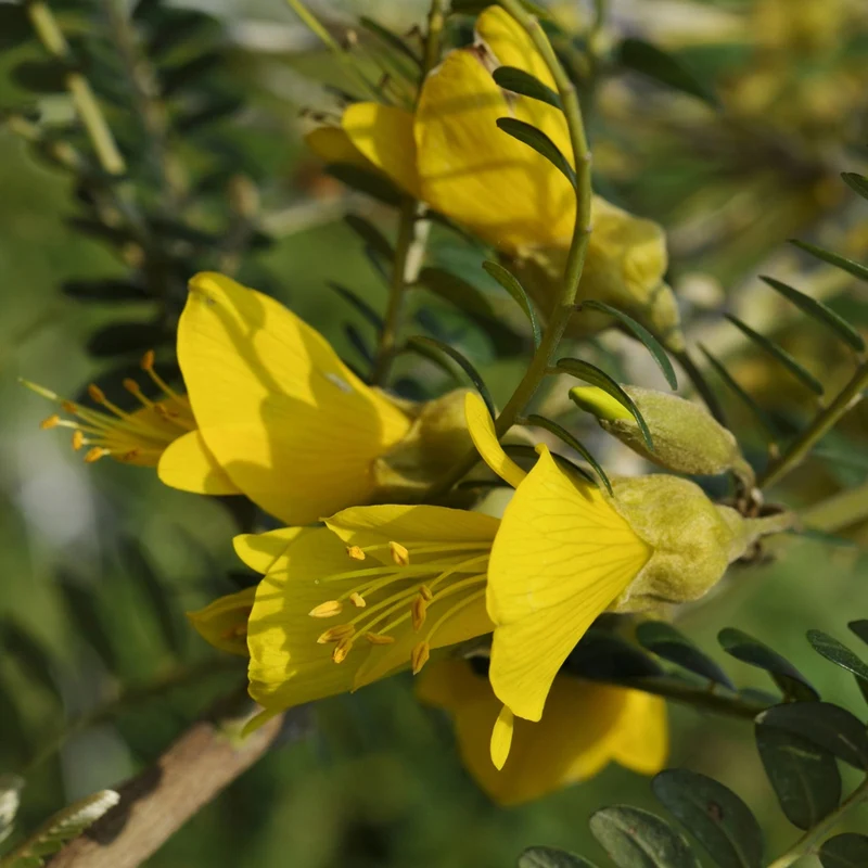 Sophora à petites feuilles Sun King