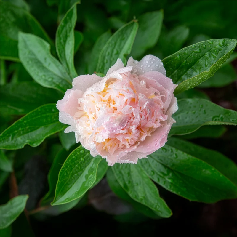 Pivoine lactiflora Fleur de Pêcher