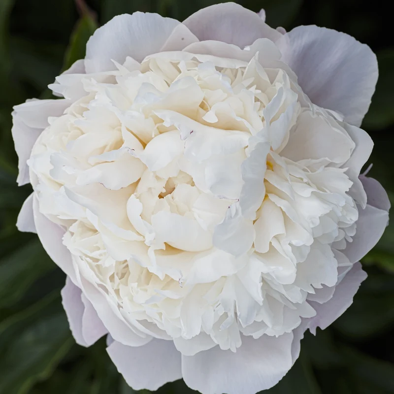 Pivoine lactiflora Fleur de Pêcher