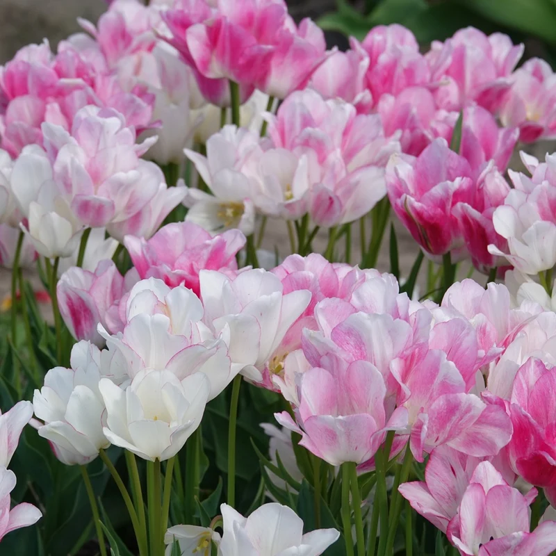 7 Tulipes Pluriflores Candy Club