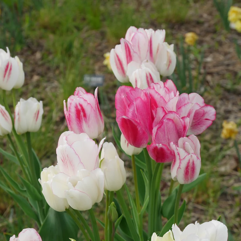 7 Tulipes Pluriflores Candy Club