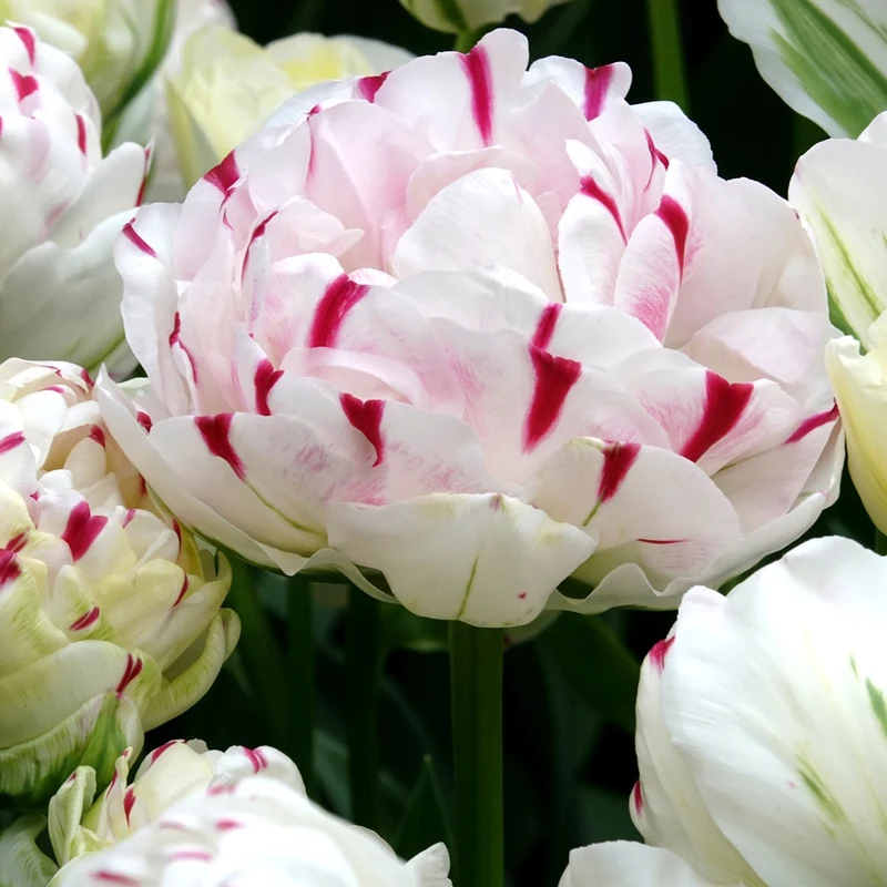 7 Tulipes double Danceline