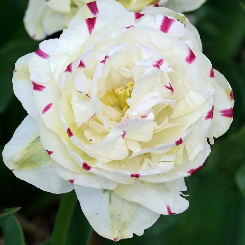 7 Tulipes double Danceline
