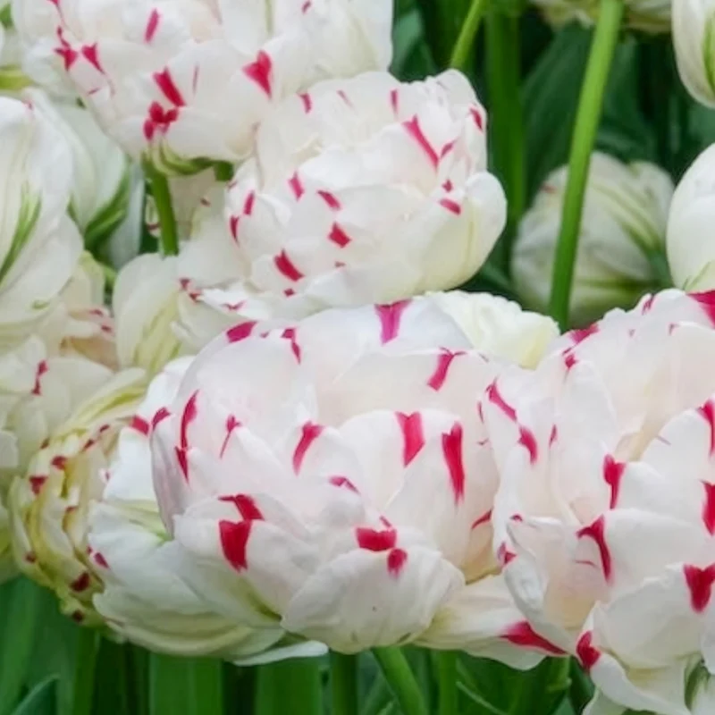 7 Tulipes double Danceline