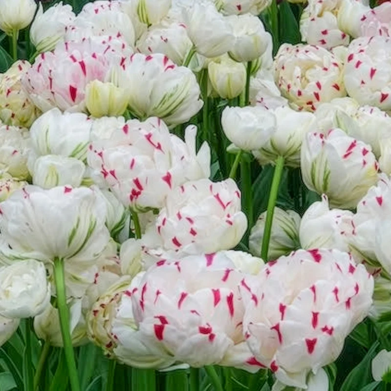 7 Tulipes double Danceline