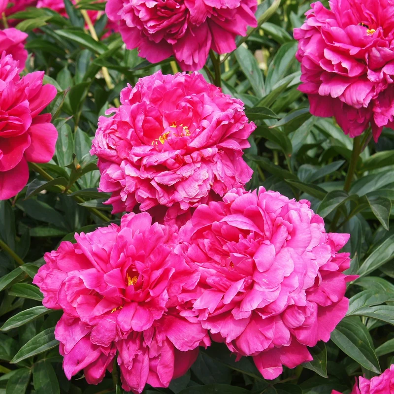 Pivoine Kansas