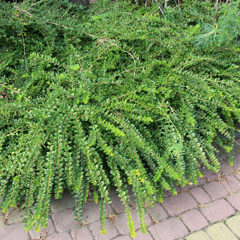 Chèvrefeuille à cupule