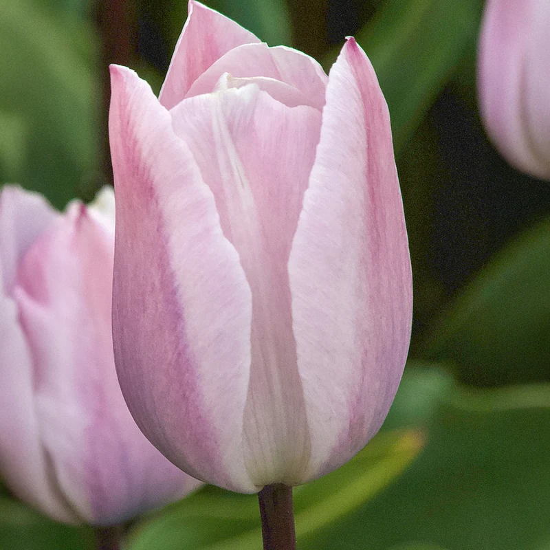 5 Tulipes Triomphe Silver Cloud