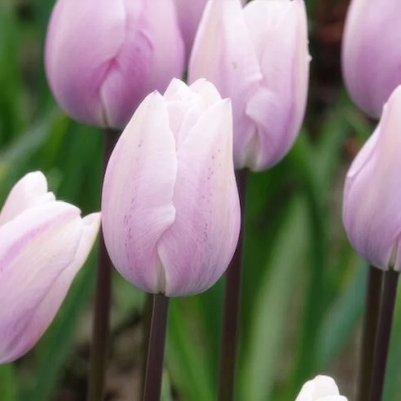5 Tulipes Triomphe Silver Cloud