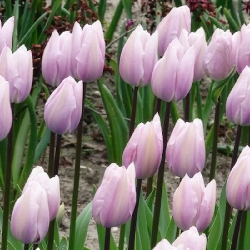 5 Tulipes Triomphe Silver Cloud