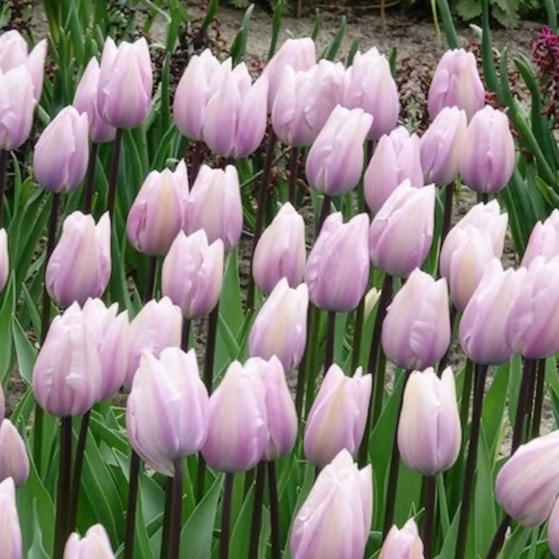 5 Tulipes Triomphe Silver Cloud