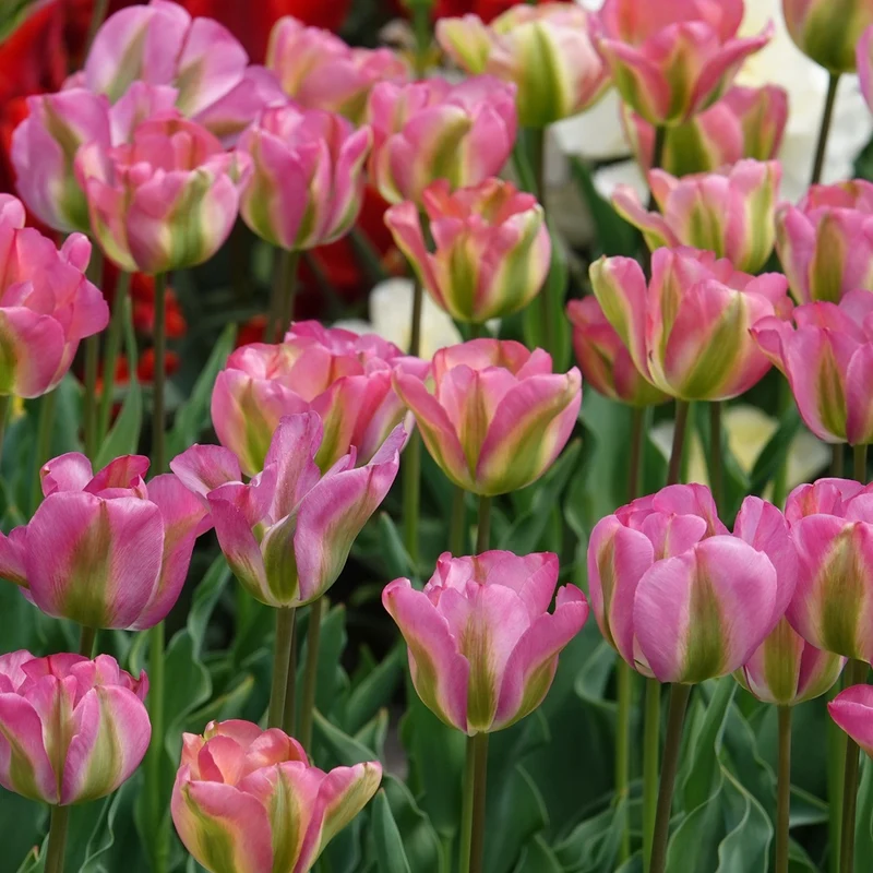7 Tulipes Viridiflora Groenland