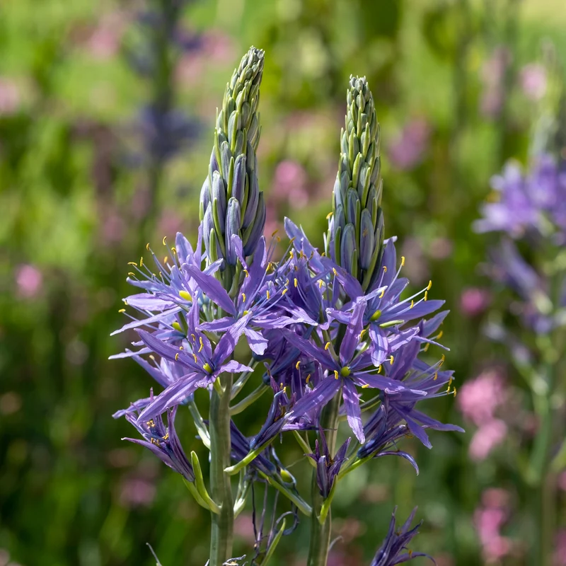 3 Camassies de Leichtlin à fleurs bleues
