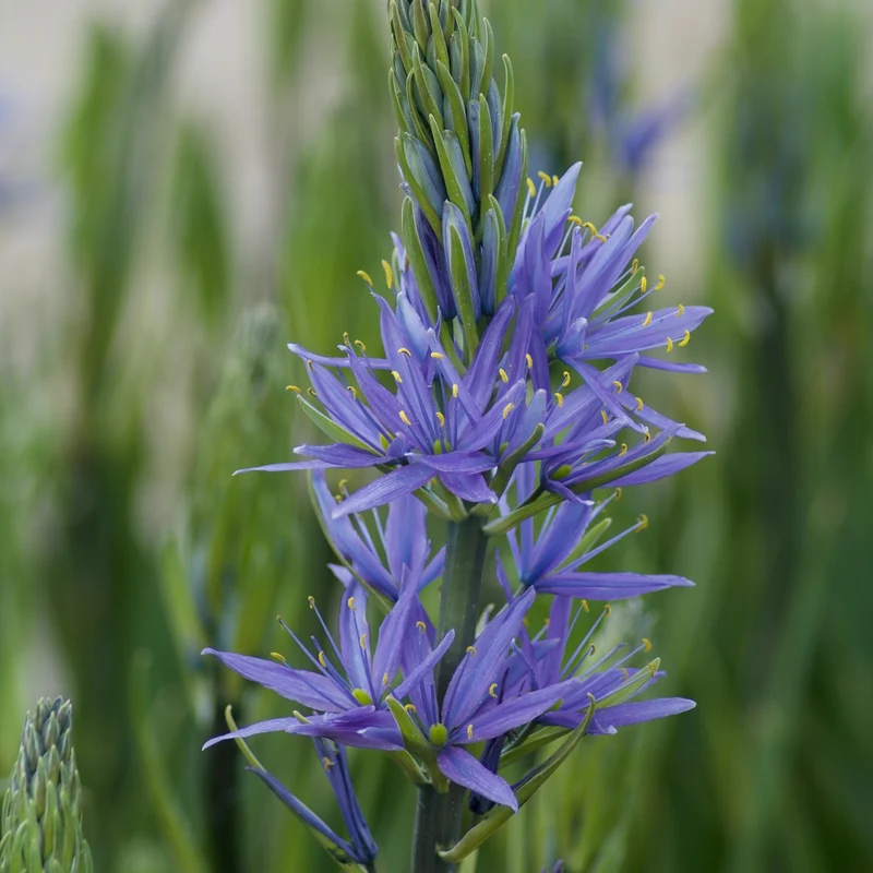 3 Camassies de Leichtlin à fleurs bleues