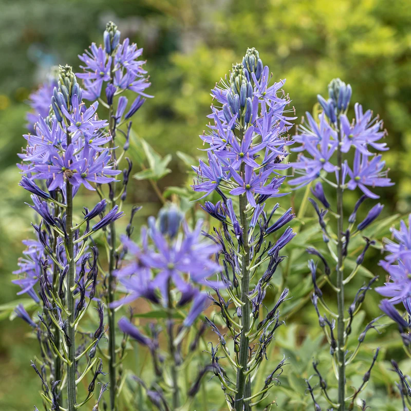 3 Camassies de Leichtlin à fleurs bleues