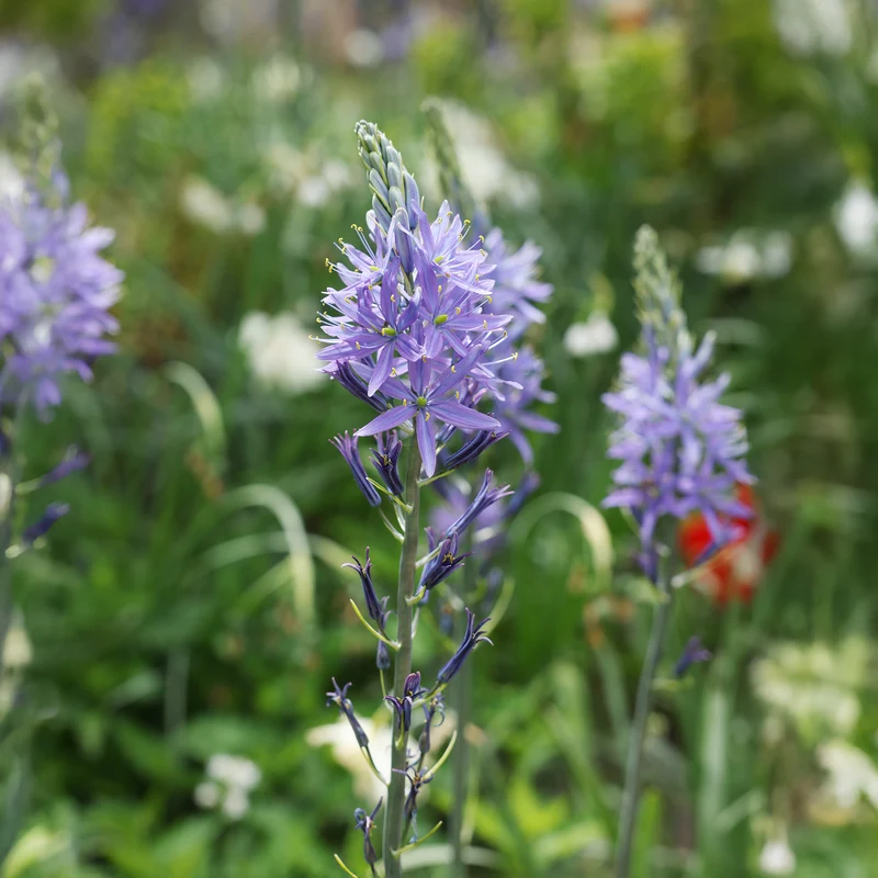 3 Camassies de Leichtlin à fleurs bleues