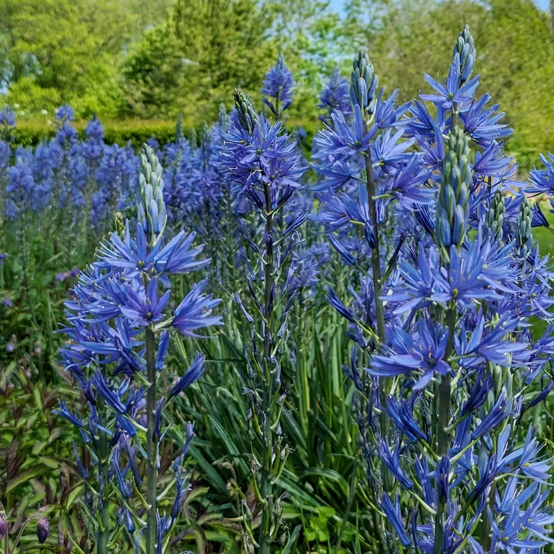 3 Camassies de Leichtlin à fleurs bleues