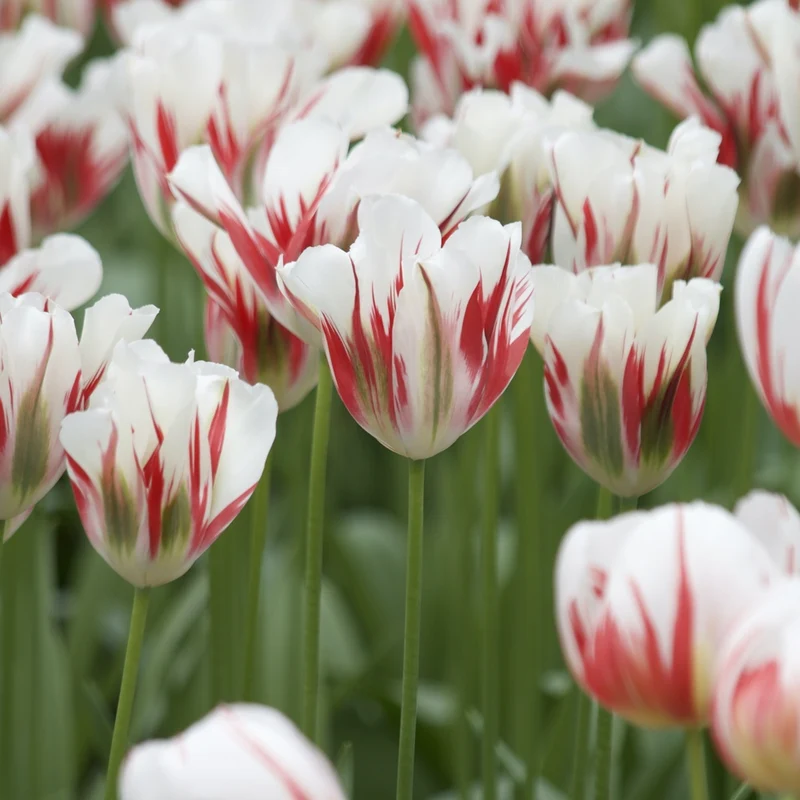 7 Tulipes Viridiflora Flaming spring green