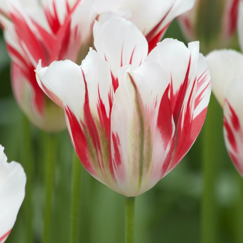 7 Tulipes Viridiflora Flaming spring green