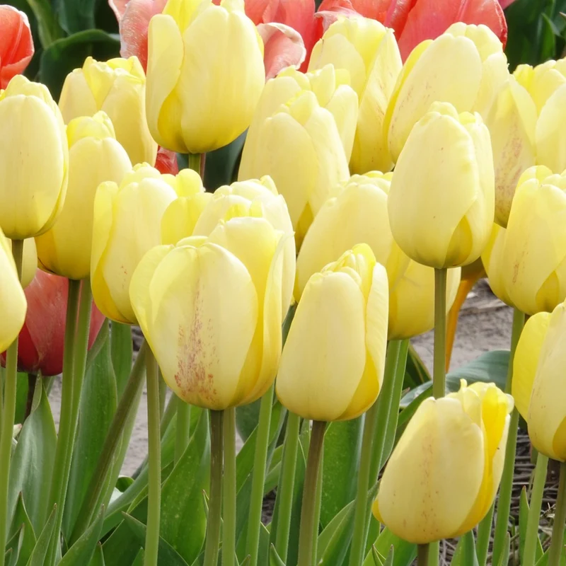 10 Tulipes Darwin Golden parade