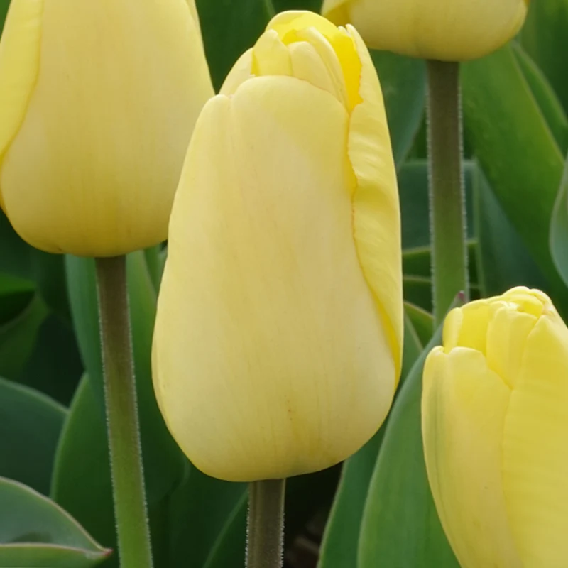 10 Tulipes Darwin Golden parade