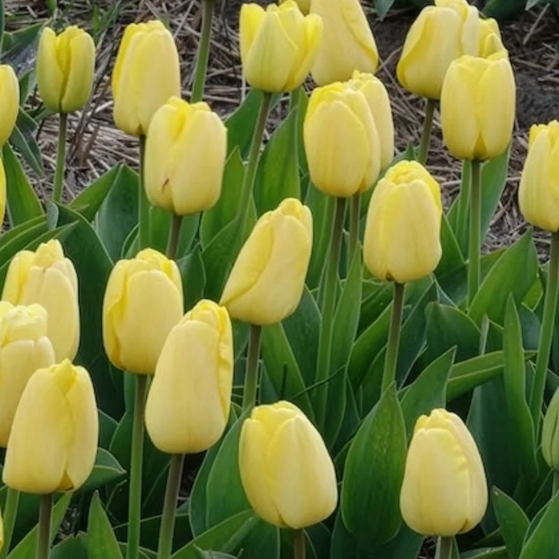 10 Tulipes Darwin Golden parade