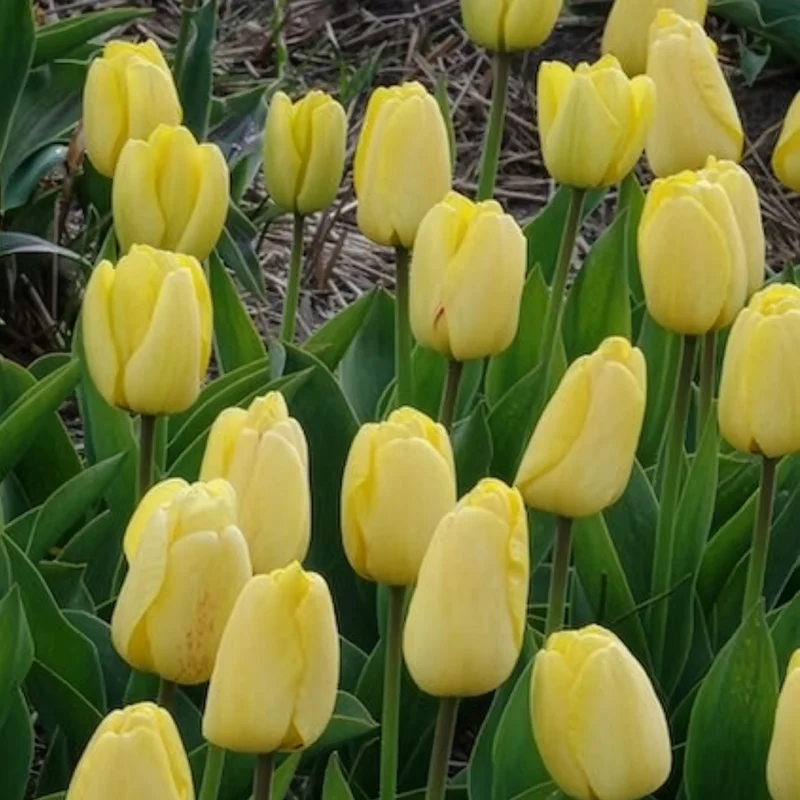10 Tulipes Darwin Golden parade