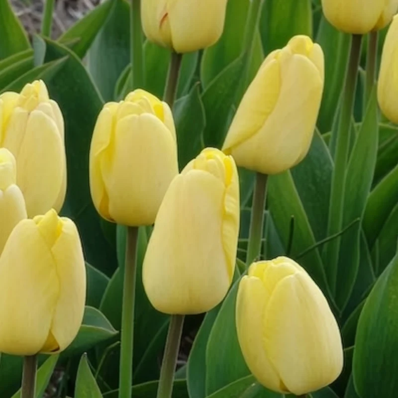10 Tulipes Darwin Golden parade