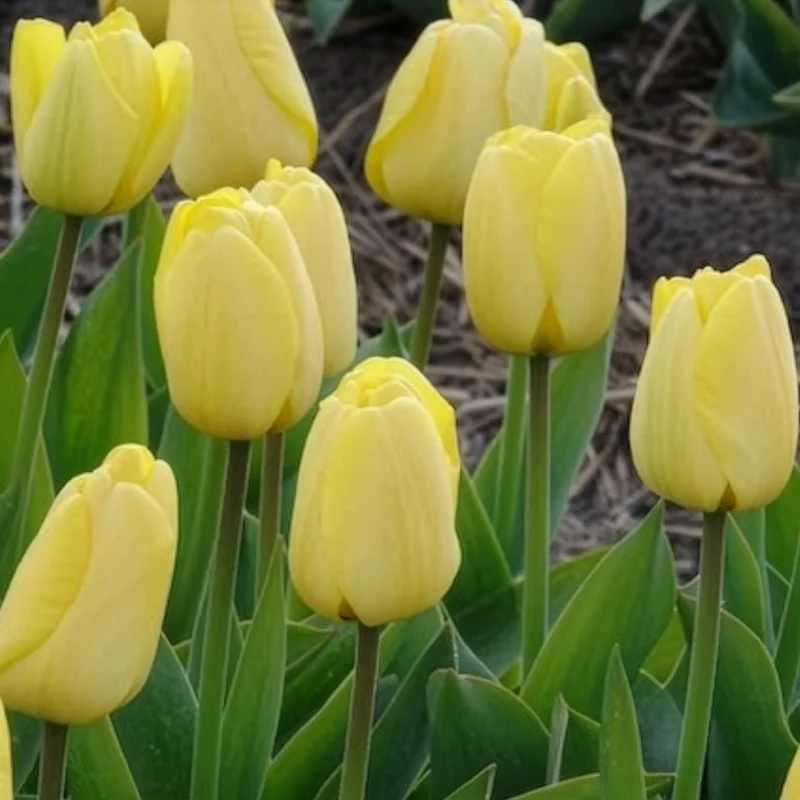 10 Tulipes Darwin Golden parade