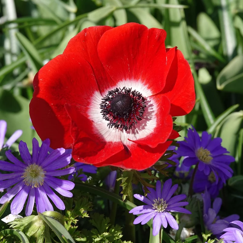 Anémones coronaria rouges