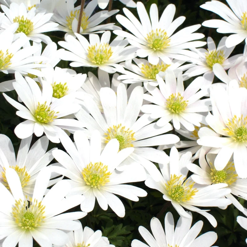 10 Anémones de Grèce White splendour