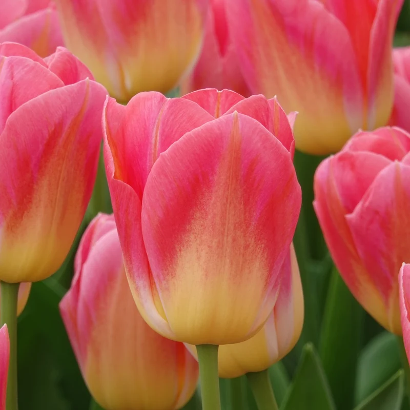 7 Tulipes Triomphe Tom Pouce