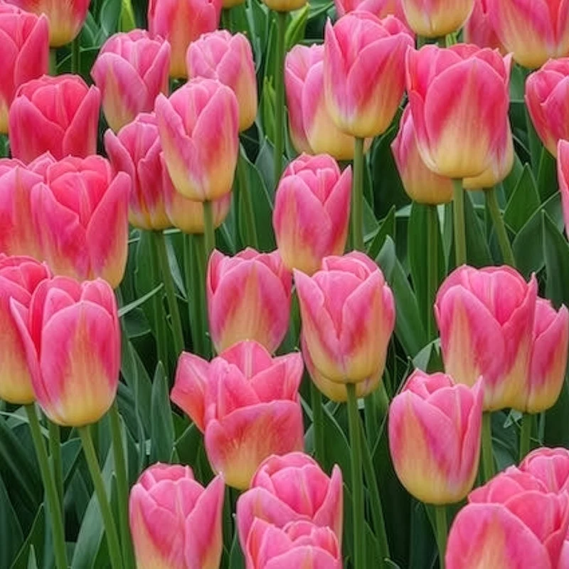 7 Tulipes Triomphe Tom Pouce