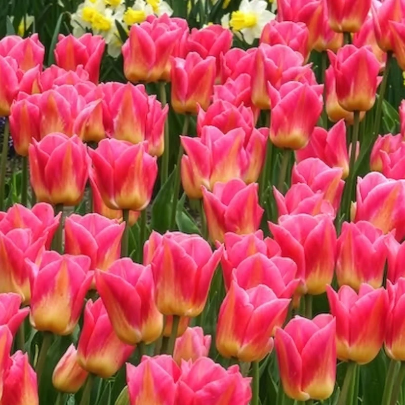 7 Tulipes Triomphe Tom Pouce
