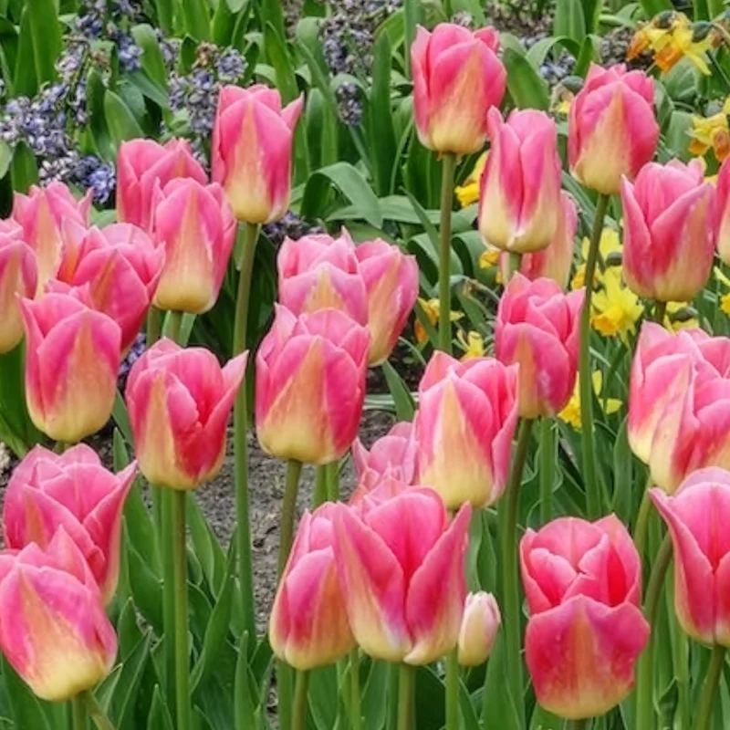 7 Tulipes Triomphe Tom Pouce