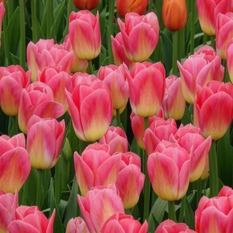 7 Tulipes Triomphe Tom Pouce