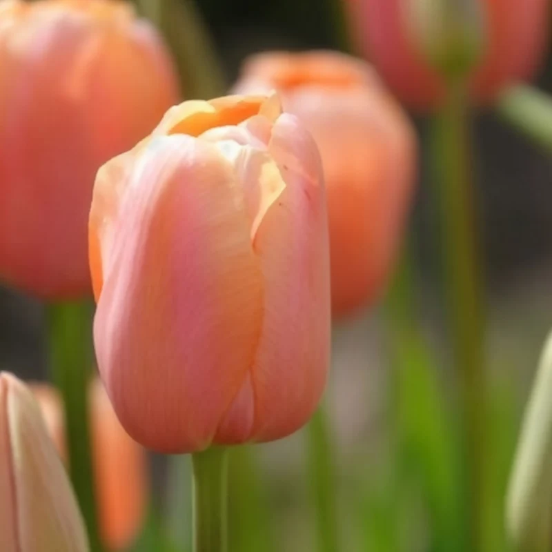 7 Tulipes Menton