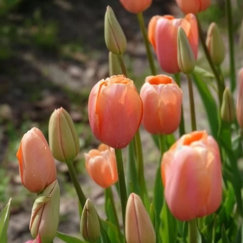 7 Tulipes Menton