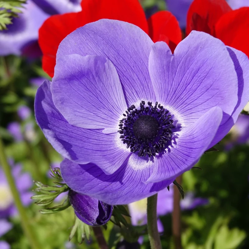 Anémones coronaria bleues