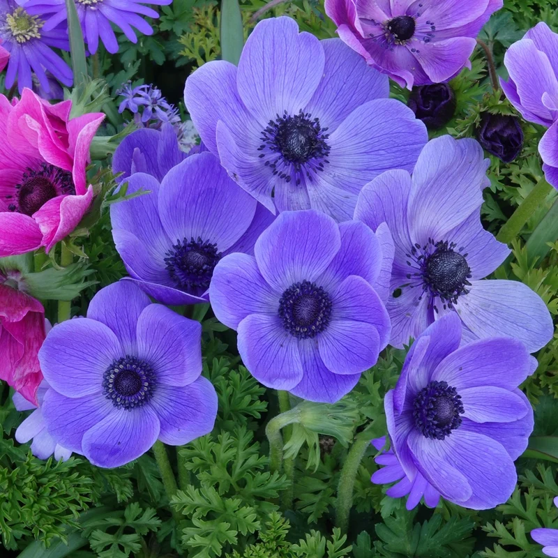 Anémones coronaria bleues