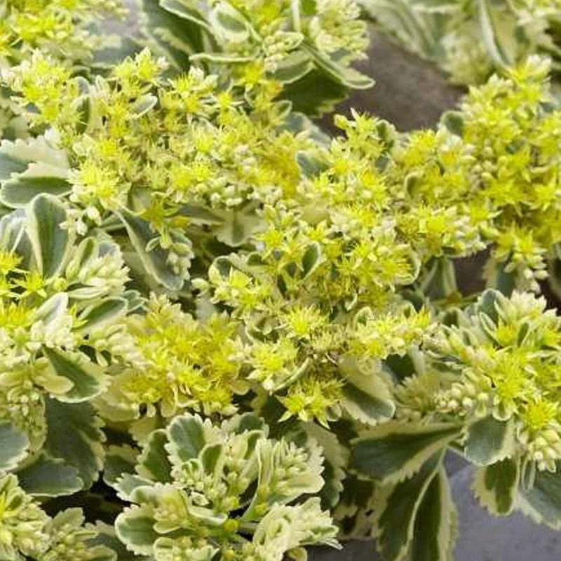 Sedum - Orpin panaché Atlantis