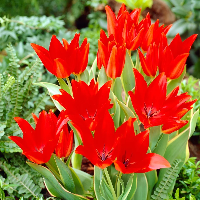 10 Tulipe Praestans Bloemenlust