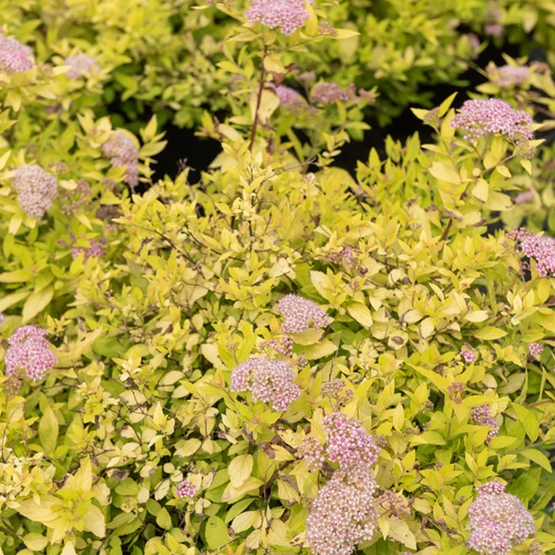 Spirée japonaise Goldmound