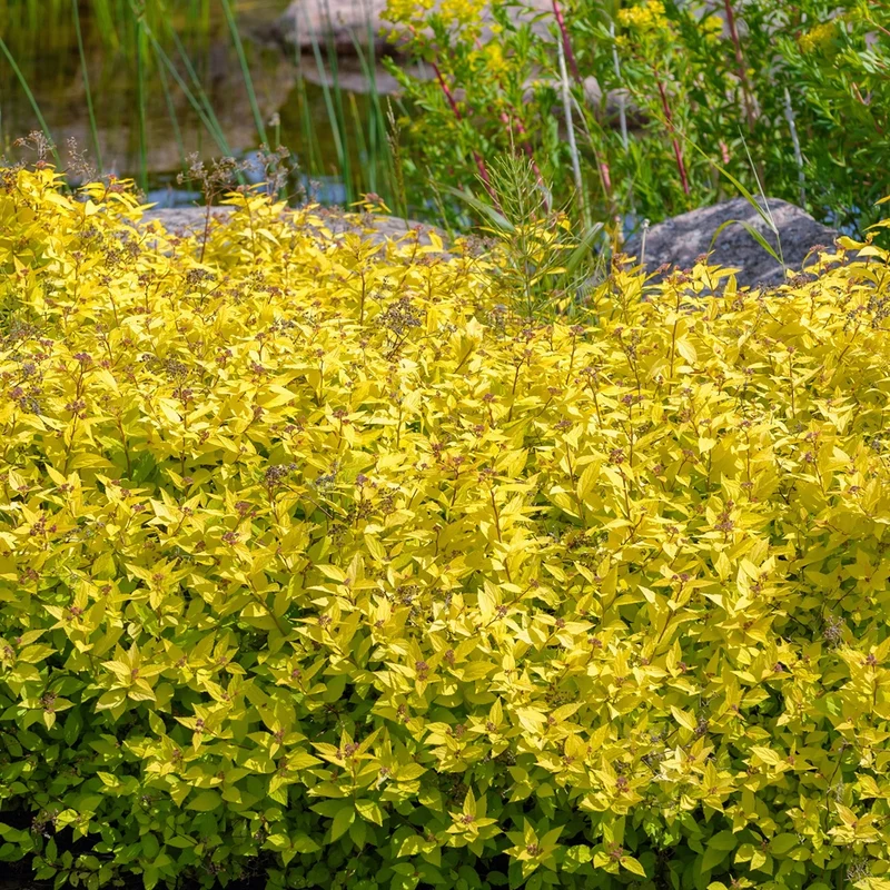 Spirée japonaise Goldmound