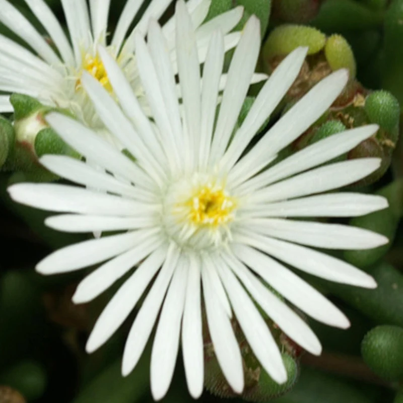Delosperma Graaf Reinet