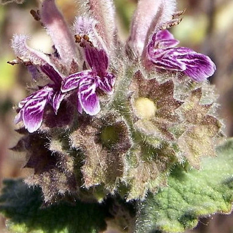 Ballota hirsuta