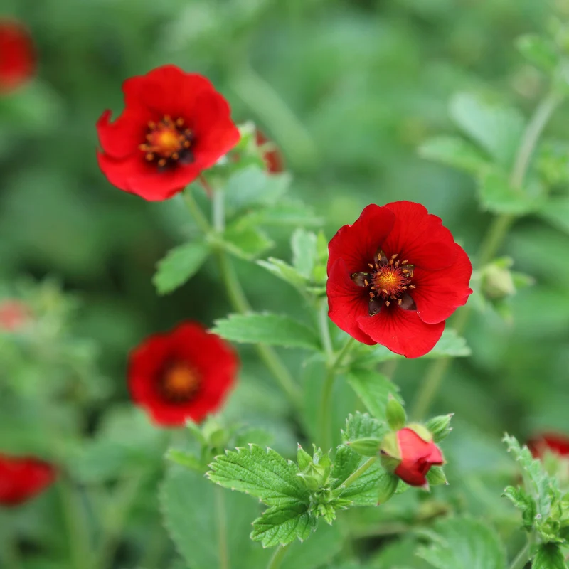 Potentille sanguine