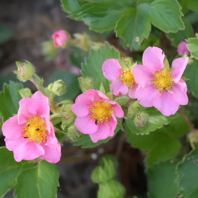 Fraisier rose Pink Panda