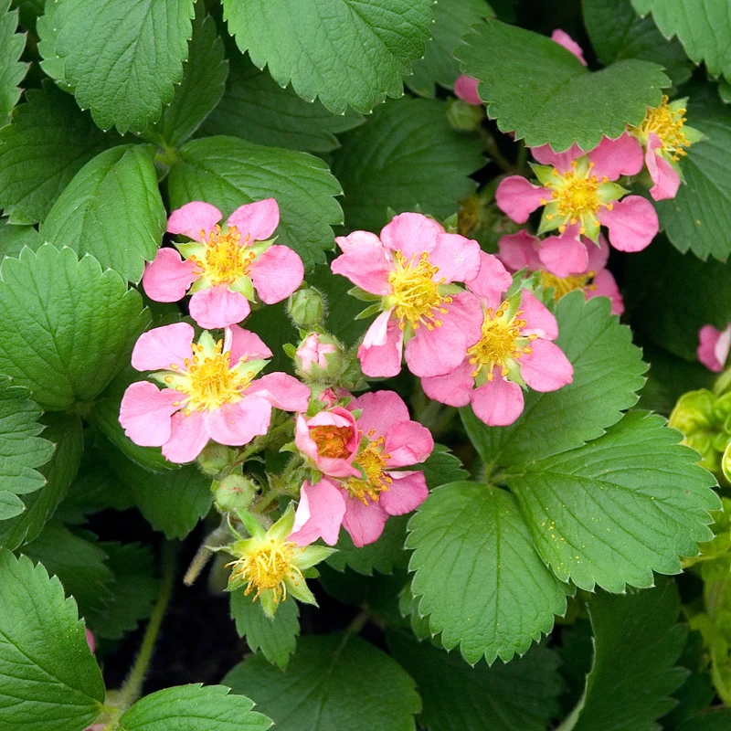 Fraisier rose Pink Panda