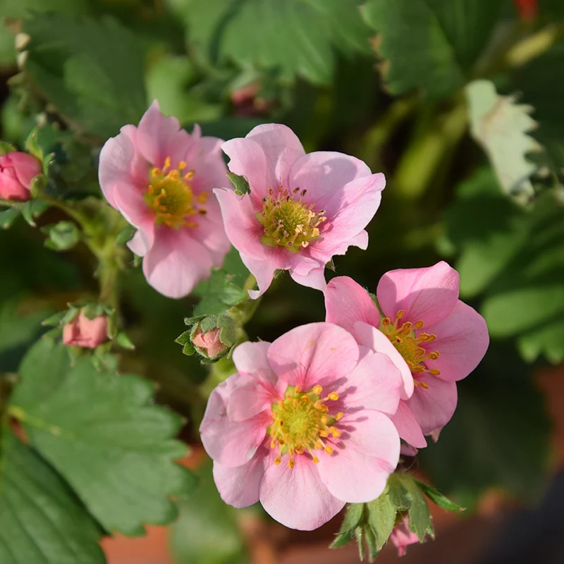 Fraisier rose Pink Panda